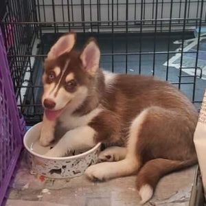 Meet your Posher, An